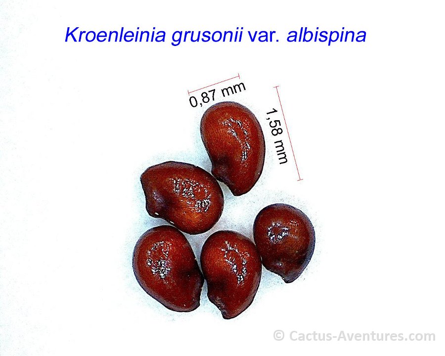 Kroenleinia grusonii v. albispinus